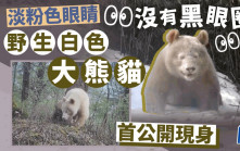 內地罕見白色大熊貓正臉照 首度公開