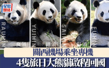 日本和歌山縣4隻大熊貓啟程回國  今日搭專機返回四川