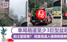 的士變貨車？ 車尾箱運至少3巨型盆栽 枝葉高過人僅用呢樣嘢固定｜Juicy叮