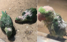 動物欺凌？︱北京小鸚鵡慘變「地中海」  園方話真相係……