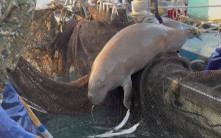 「美人魚」儒艮驚現沖繩 疑宜蘭外海放生後遠征