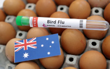 維多利亞農場爆禽流感  澳洲Coles超市買雞蛋設限