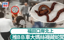 福田口岸︱大媽用BB做掩護  絲襪藏蛇北上闖關被截︱有片