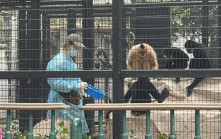 動植物公園9猴死亡｜康文署：未有新增死亡個案 已將屍體樣本交漁護署化驗