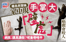 離島男聲稱家中現手掌大「壁虎」：「手感軟淋淋，唔似會咬人」 網民：講真講假？呢隻嘢唔平｜Juicy叮