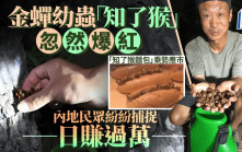 捉蟲特攻｜內地「金蟬獵人」日賺過萬  「知了猴」麵包賣¥22/個