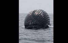 挪威海岸現詭異巨大黑色球體  漁民揭真相震驚不敢靠近