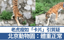 老虎瘦如「卡片」引質疑 北京動物園：體重正常飼料夠營養