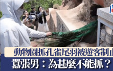 動物園抓孔雀尾羽被制止 囂張男：為甚麼不能抓？｜有片