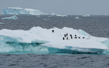 禽流感首次入侵南極洲  威脅數十萬隻企鵝