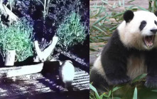 大熊貓花花除夕夜被關外場  涉事飼養員被炒