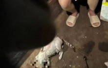 淋熱水剁前爪棄屍  湛江大學生疑虐殺哺乳期店貓