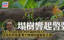 尖沙咀冧樹｜九龍公園附近四年三宗塌樹 專家倡增檢查次數