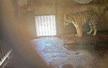 老虎煉獄︱安徽動物園疑經營不善  20東北虎死亡