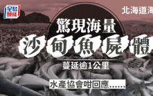 日本北海道海岸現大量魚屍體 「魚浪」蔓延1公里原因不明