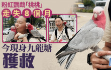 粉紅色鸚鵡「桃桃」走失8個月 今現身九龍塘獲救人雀團聚