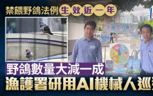 禁餵野鴿│法例生效近一年  野鴿數量大減一成  漁護署研用AI機械人巡邏