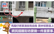 馬騮仔將軍澳放飛自我 寶林邨簷篷上狂奔 網民提醒街坊要做一重要事......｜Juicy叮
