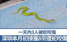 北上注意｜深圳本月初接獲8宗遭蛇咬傷案  一天內3人被蛇咬傷