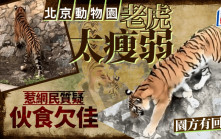 老虎瘦如「卡片」引質疑 北京動物園：體重正常飼料夠營養