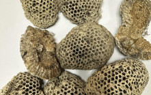 中藥材「蜂房」被驗出致癌物黃曲霉毒素超標  批發商黃澤記回收