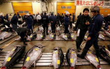 中國批准從日本進口約450種水產品 包括吞拿魚扇貝