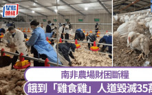 農場糧荒｜南非百萬隻餓雞啃食同類  35萬隻慘被人道毀滅