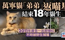 萬寧貓「弟弟」辭別人世返喵星 網民留言道不捨：謝謝你陪伴港人成長