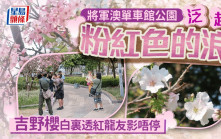 將軍澳單車館公園泛起粉紅色的浪 吉野櫻白裏透紅龍友影唔停｜Juicy叮