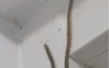 恐怖「巨型生物」爬入屋　10秒影片令百萬網友發毛：是真的嗎？