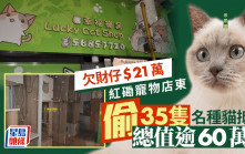 紅磡寵物店偷貓｜店東欠財仔$21萬 涉「以貓抵債」偷客人35隻名種貓被捕
