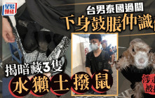 台男過泰國海關「下身鼓脹還會晃」  查出水獺土撥鼠當場被捕