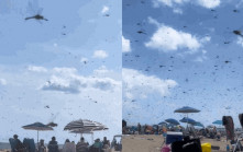 百萬蜻蜓大軍突襲美國海灘  遊客尖叫躲避「以為世界末日！」