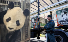 旅居西班牙大熊貓「冰星」及「花嘴巴」一家五口啟程返國