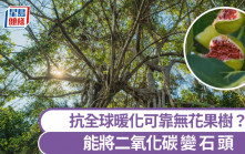 減碳魔法｜無花果樹可將二氧化碳變石頭 科學家：抗暖化新希望