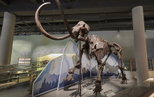 科學館古生物展4.6局部關閉  真猛獁象化石、黔魚龍化石將歸還  想去參觀需把握時機