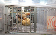 美國愛荷華州Cherokee縣爆禽流感 食環署暫停進口涉事地區禽肉等產品