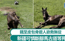 新疆斷腳馬疑慘被棄古道  餓至皮包骨等死