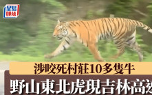 野生東北虎吉林公路「散步」   村幹部：已咬死十多隻牛︱有片