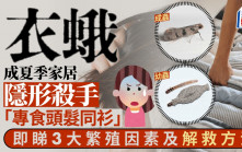 衣蛾成夏季家居隱形殺手 「專食頭髮同衫」 即睇3大繁殖因素及解救方法