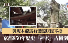 日本京都850年歷史「神木」古樹倒塌  坂本龍馬「愛的標記」消逝