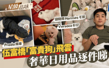 伍富橋「明星狗」飛雲生活極奢華！ 瞓覺毛氈用Hermès  仲有PRADA風褸仔丨星級品味