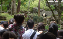 華盛頓國家動物園為3旅美大熊貓辦告別派對 大批遊客排隊參加
