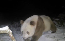 棕色大熊貓6年後再現陝西 鏡頭拍低激罕可愛片