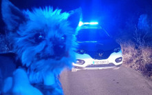 小約克夏犬攔警車狂吠  救回78歲墮坡老主一命  被封「英雄」爆紅