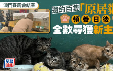 澳門賽馬會結業︱「原居貓」領養日圓滿結束 全數尋獲新主人