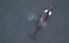 全球不足40條   加州海岸驚現瀕危北太平洋露脊鯨