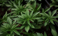 大麻將被重新歸類   拜登提案定為低風險藥物