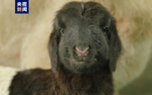 世界首例｜2隻複製藏羊在青海誕生