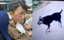 河南3歲童被哈士奇咬傷苦撐18日後離世　至今未找到肇事狗主